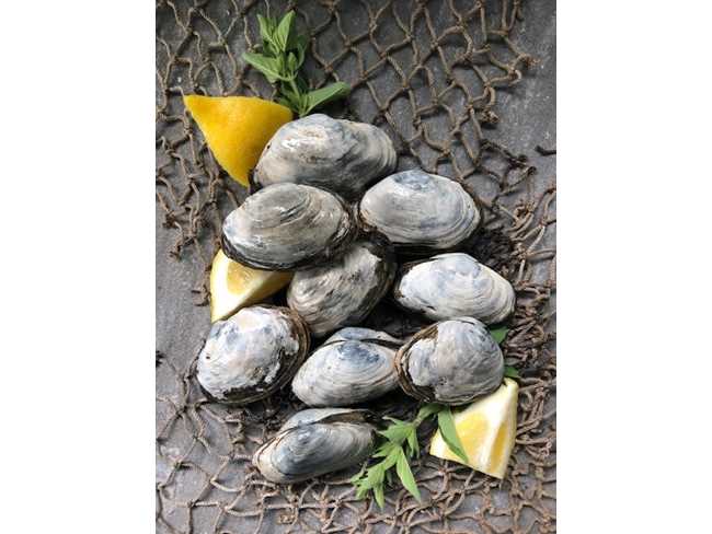  Restaurant Ready® Steamer Clams - 5 lbs. **Pick up only - We do not ship Steamers**